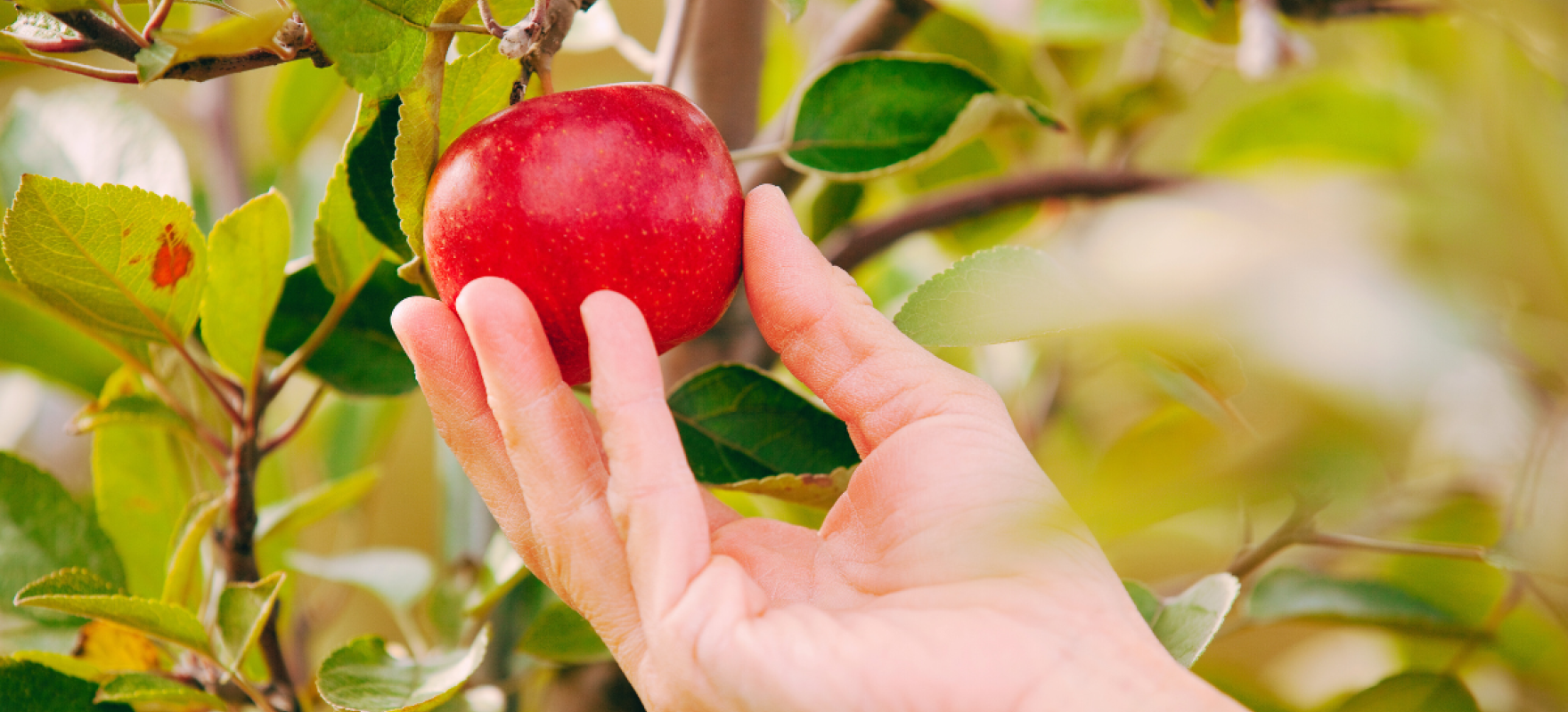 käsi noppimas õuna