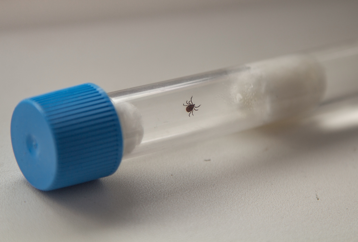 TAI alustab linnapuukide uurimisega